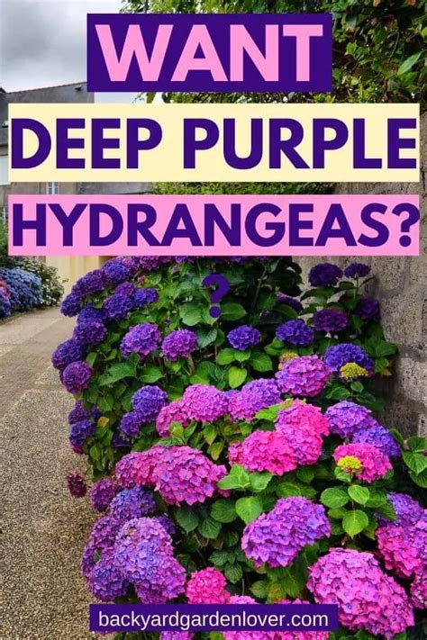 How To Change Hydrangea Colors Easy Tweak To Get Pink Blue And Purple