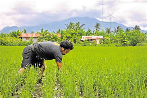 Rice Farmers In Calabarzon Find Buyers In Nfa Lgus Inquirer News