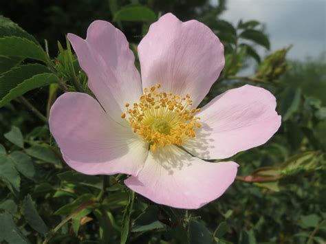 Secrets Of The Bach Flower Remedy Plants 36 Wild Rose Bach Flower