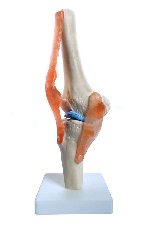 Buy Anatomy Model Of Human Knee Joint Bones Anatomical Joint Models For