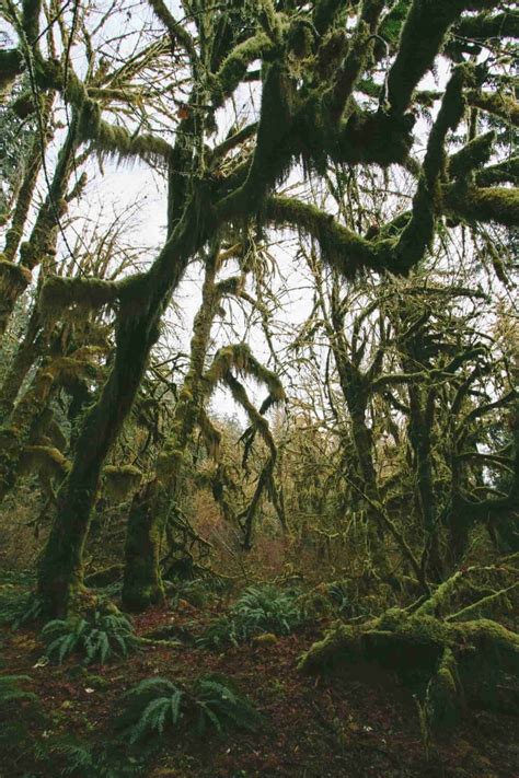 3 Incredible Hoh Rainforest Hikes In Olympic National Park Uprooted