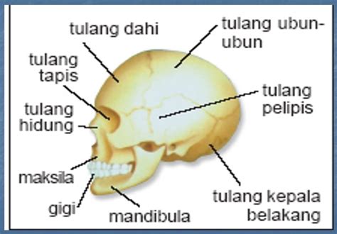 Anatomi Sistem Gerak Pada Manusia Iam Ners