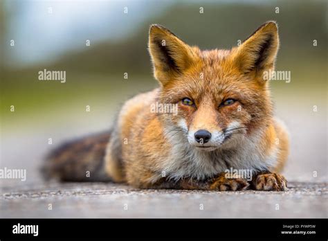 Relaxing European Red Fox Vulpes Vulpes Lying On The Ground Red Foxes Are Adaptable And