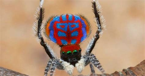 descubren nuevas especies de arañas y son maravillosas veoverde