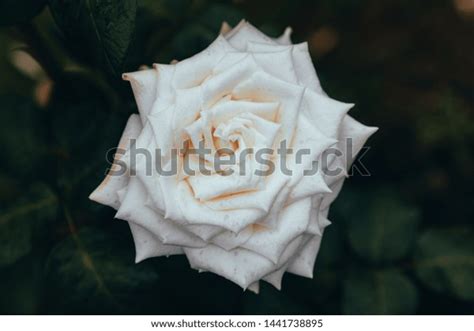 White Rose Blooms Garden Closeup Stock Photo 1441738895 Shutterstock