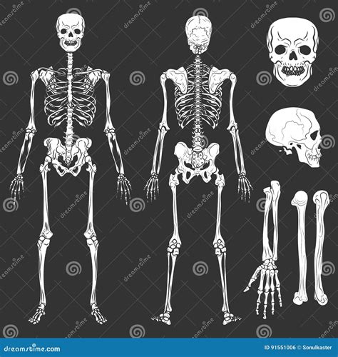 Human Body Skeleton Bones And Joints Vector Isolated Flat Icons Stock