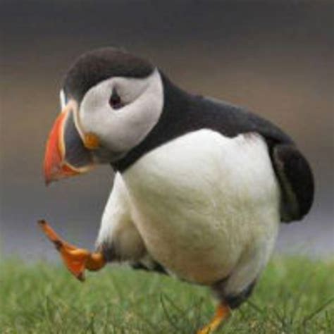 Unpopular Opinion Puffin Know Your Meme