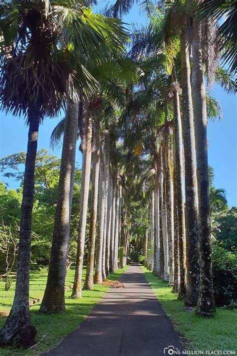 The Botanical Garden in Pamplemousses (Mauritius)