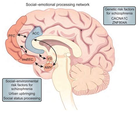 figure 9 3 effects of social and environmental risk factors for schizophrenia on regulatory