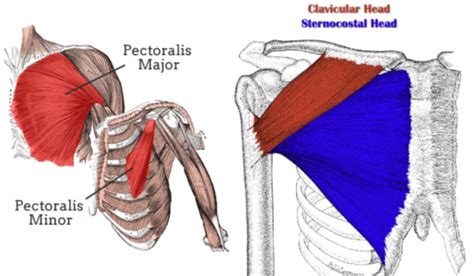 Draws scapula anteriorly and inferiorly, it also pulls on chest for inhalation. where is the pectoralis major and minor - Google Search ...