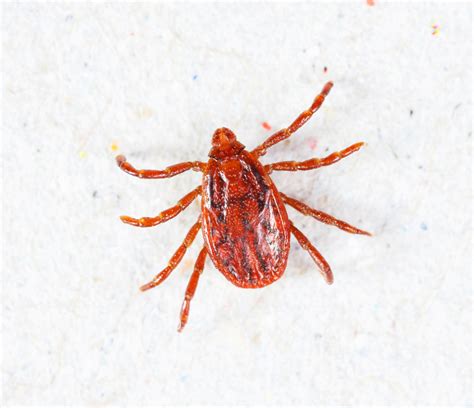 What Kind Of Ticks Are In Minnesota