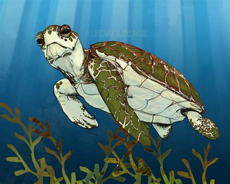 Jewel Renee Illustration Sea Turtle Illustration Finished