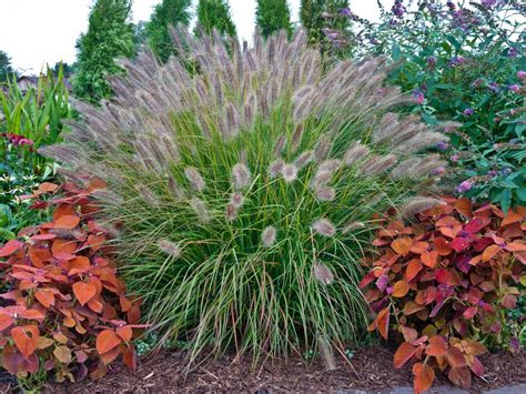 Types Of Ornamental Grasses Diy