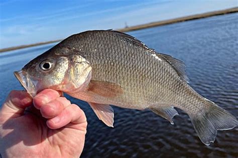 Perch Passions Running High