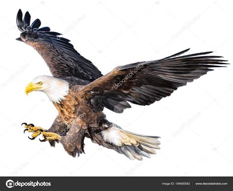 Bald Eagle Flying Attack Hand Draw Paint Color White Background Stock