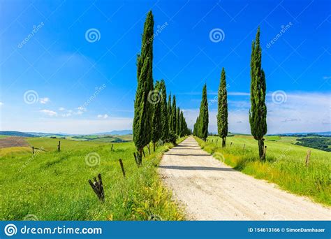 Italian Cypress Trees Alley And A White Road To Farmhouse In Rural