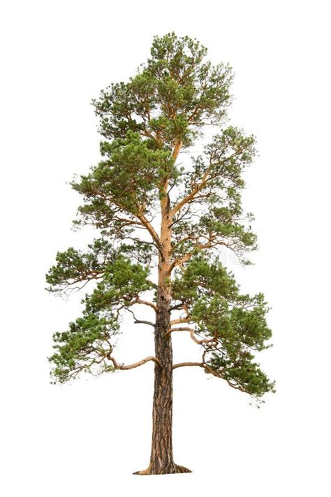 Pine Tree Old Pine Tree Isolated On White Aff Tree Pine Pine