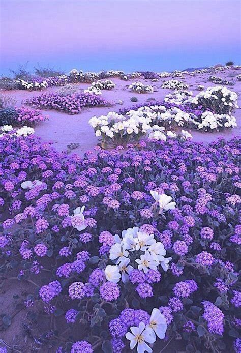 Pink And Purple Flowers Aesthetic Ideas Mdqahtani