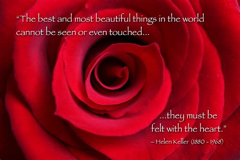 Quotes About Red Rose 53 Quotes