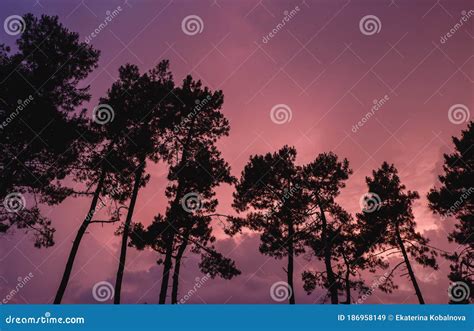Silhouettes Of Pine Tree Needles With Sunset Sky Background Royalty