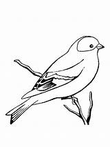 Coloring Canary Birds Printable Recommended sketch template