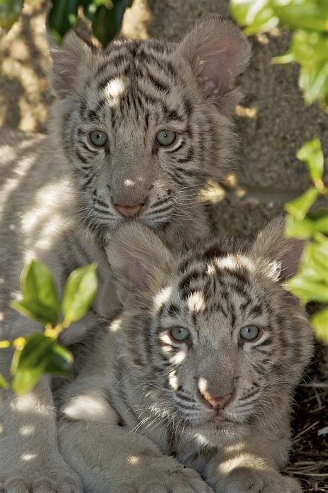 Bengal Tiger Cubs Photograph By Byron Jorjorian