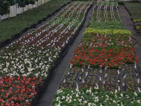 Flats Of Flowers Flowers Garden Spring