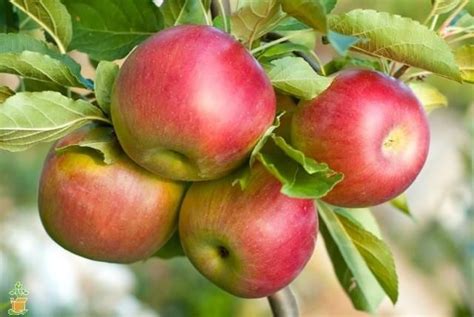 Most flowering crabapples will pollinate nearby apple trees. Fuji Apple Tree | Apple tree, Fuji apple, Fruit bearing trees