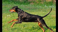 These are the 20 best guard dog breeds | wqad.com
