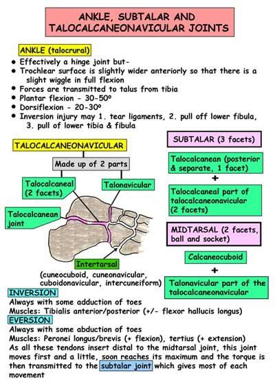 Pin By Sparkelate On Anaesthetics Anatomy Anatomy And Physiology