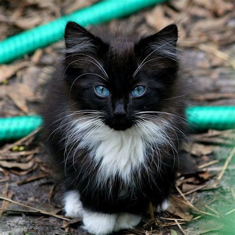 21 Best Blue Eyed Animals Images On Pinterest Cutest