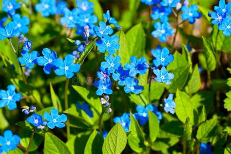 Blue Spring Flowers Stock Photo Image Of Perennial Blue 37503950