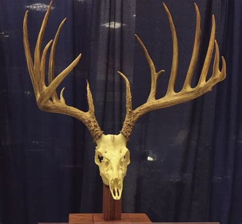 New Pa Record Has Been Set But What Is Considered A Typical Whitetail