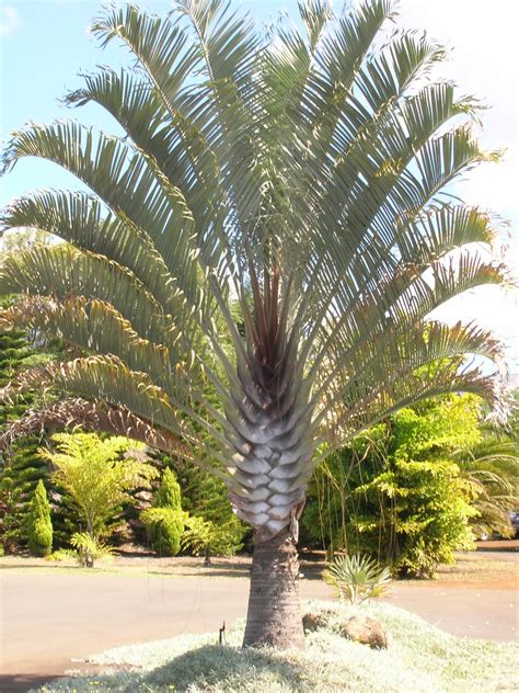 Home And Garden Triangle Palm Tree Dypsis Decaryi