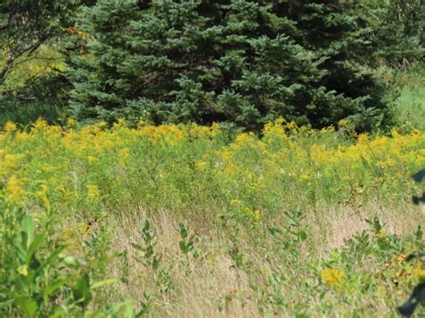 Goldenrod Solidago Spp Edible And Medicinal Uses Of The Allerbgone Of