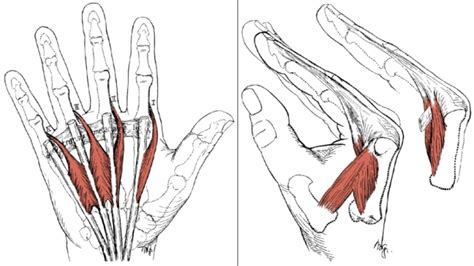 The Intrinsic Muscles Of The Hand Thenar Hypothenar Interossei And