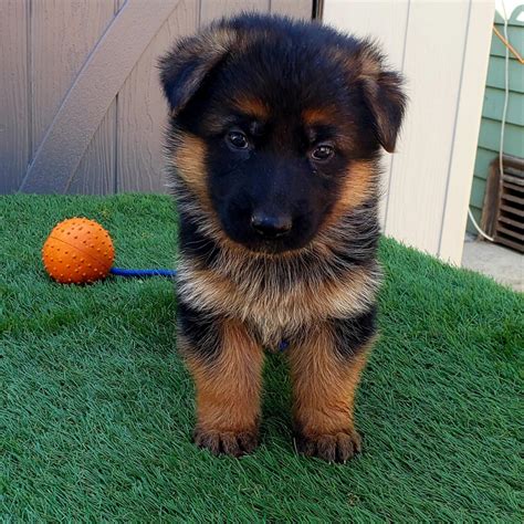 German Shepherd Puppies For Sale In Southern California German