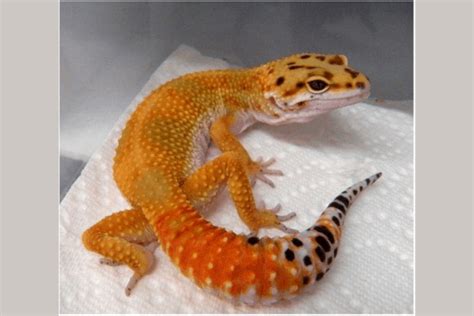 25 Best Leopard Gecko Morphs With Pictures