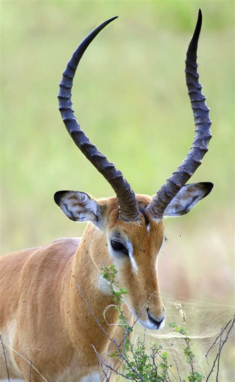 Maleimpalaprofile 1550×2519 Animals With Horns African