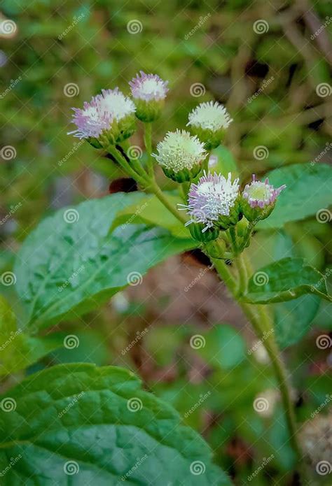 Babadotan Ageratum Conyzoides Herbal Plant For Medicine Stock Image