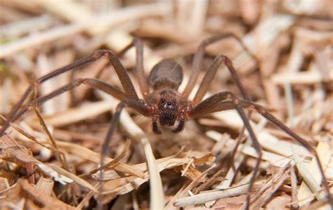 Pest Spotlight Brown Recluse Spiders In Savannah