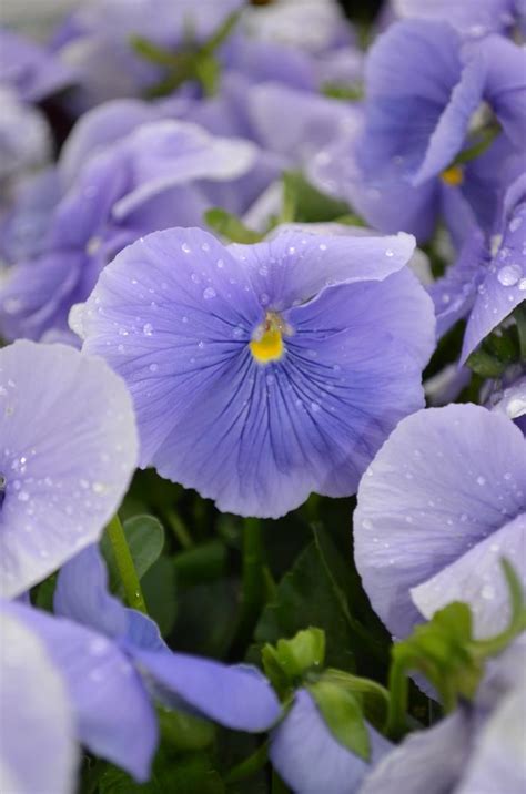 Pansy Blue From Wallish Greenhouses