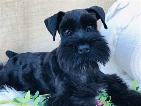 Ab1674d1 624d 496d Aebf B8ccf7f6d313 Kindreds Classic Miniature Schnauzers