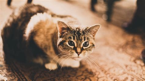 Whether you want to save a viral facebook video to send to all your friends or you want to keep that training for online courses from youtube on hand when you'll need to use it in the future, there are plenty of reasons you might want to do. Cat Image Free Download | HD Wallpapers
