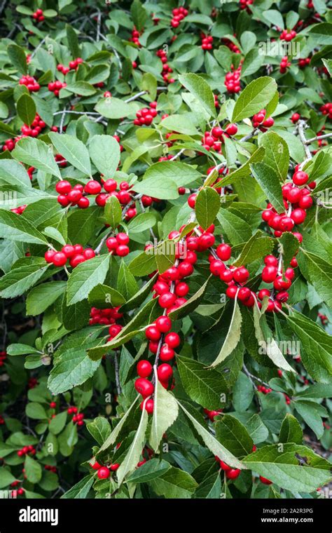 Winterberry Holly Ilex Verticillata Red Sprite Berries On Shrub Stock