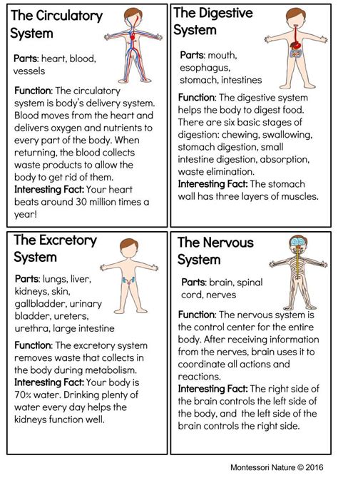 The Nervous System Worksheet With Instructions For Students To Learn