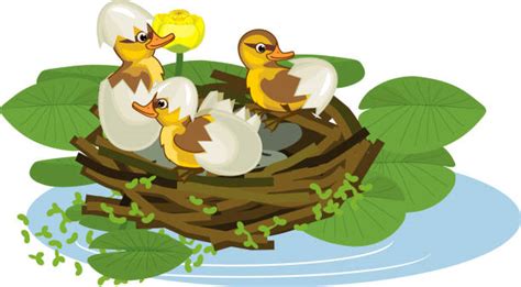 300 Duck Nesting Illustrations Royalty Free Vector Graphics And Clip