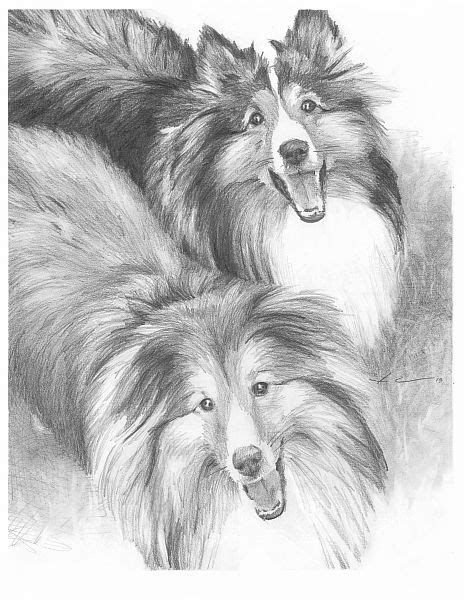 How To Draw A Sheltie Sheltie Dogs Drawing By Mike Theuer Wetcanvas