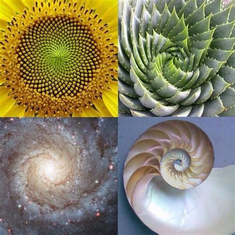 Fibonacci Number Golden Spiral Geometry In Nature Fractals In Nature