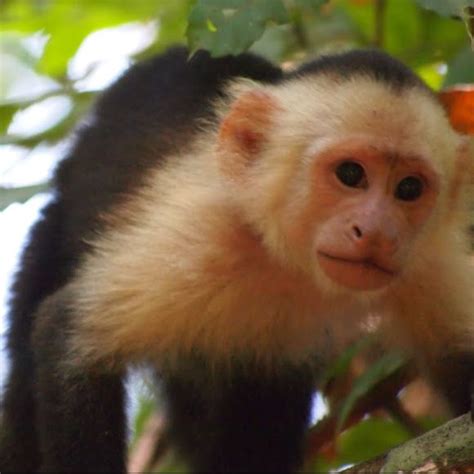 White Headed Capuchin Animals Beautiful Primates Animals